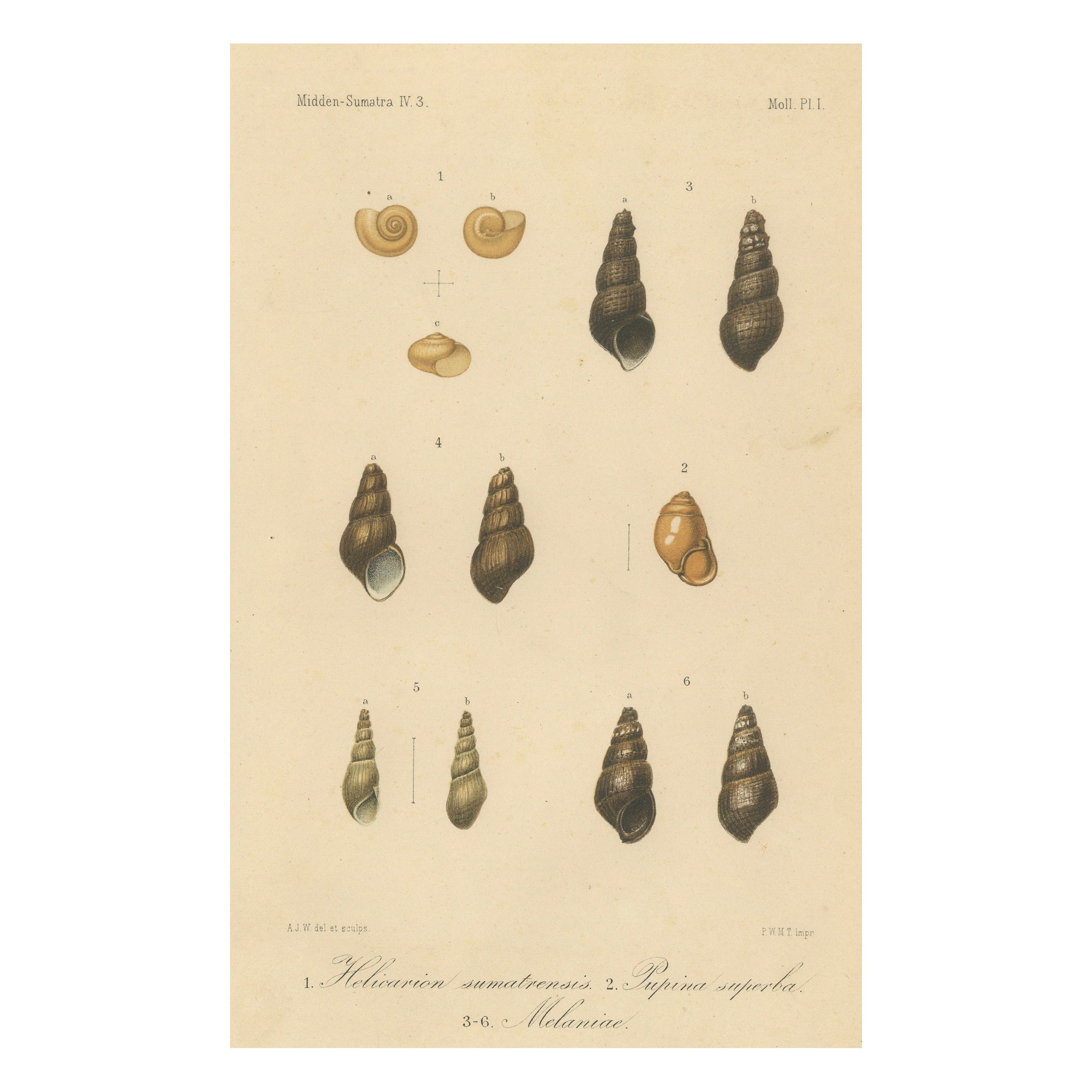 Antique Shell Print of Sumatran Snails – Helicarion, Pupina, Melania c.1887
