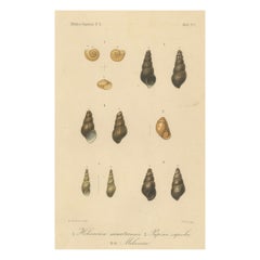 Antique Shell Print of Sumatran Snails – Helicarion, Pupina, Melania c.1887