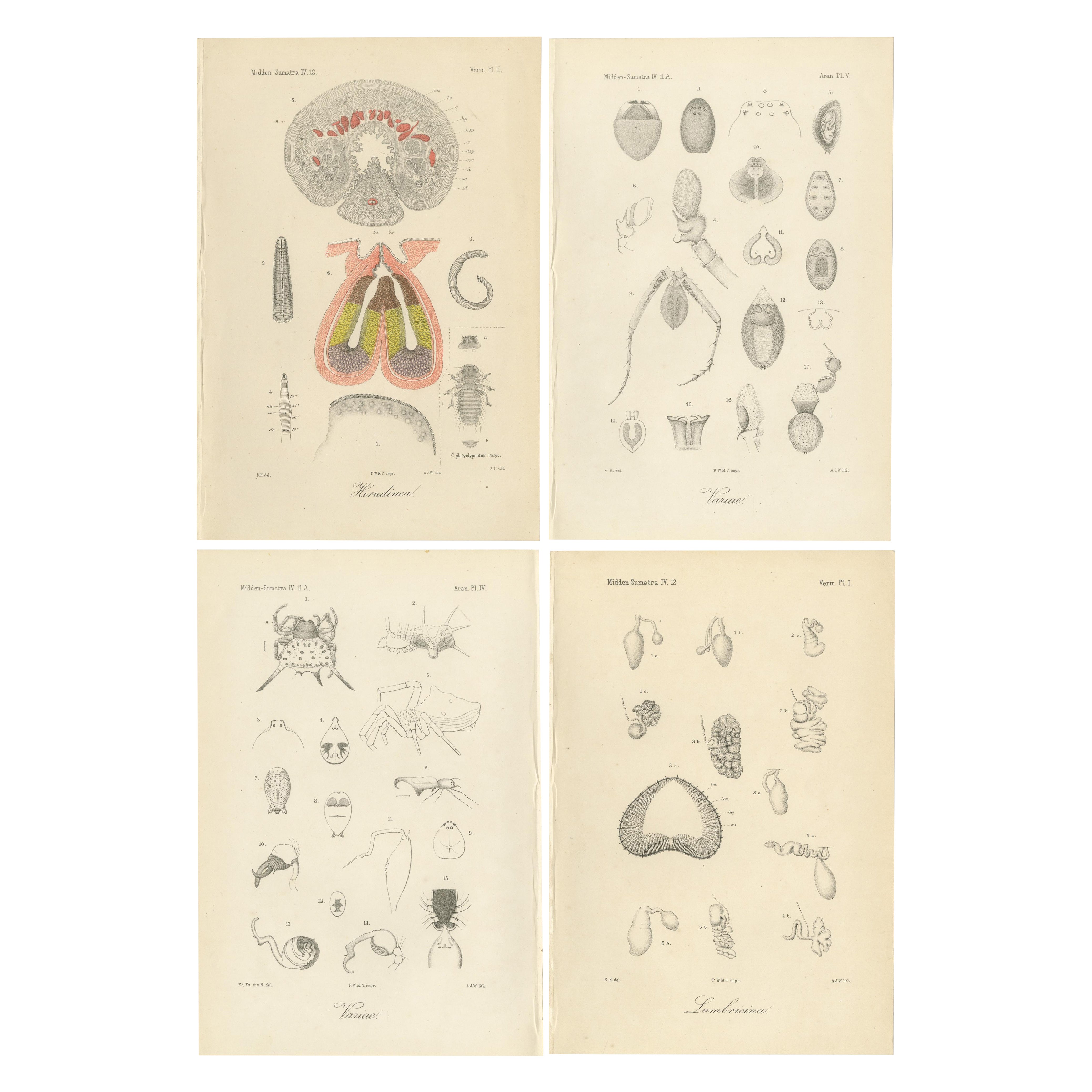 Antique Scientific Plates of Leeches, Worms, Spiders & Microscopic Anatomy, 1887 For Sale