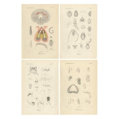 Antique Scientific Plates of Leeches, Worms, Spiders & Microscopic Anatomy, 1887