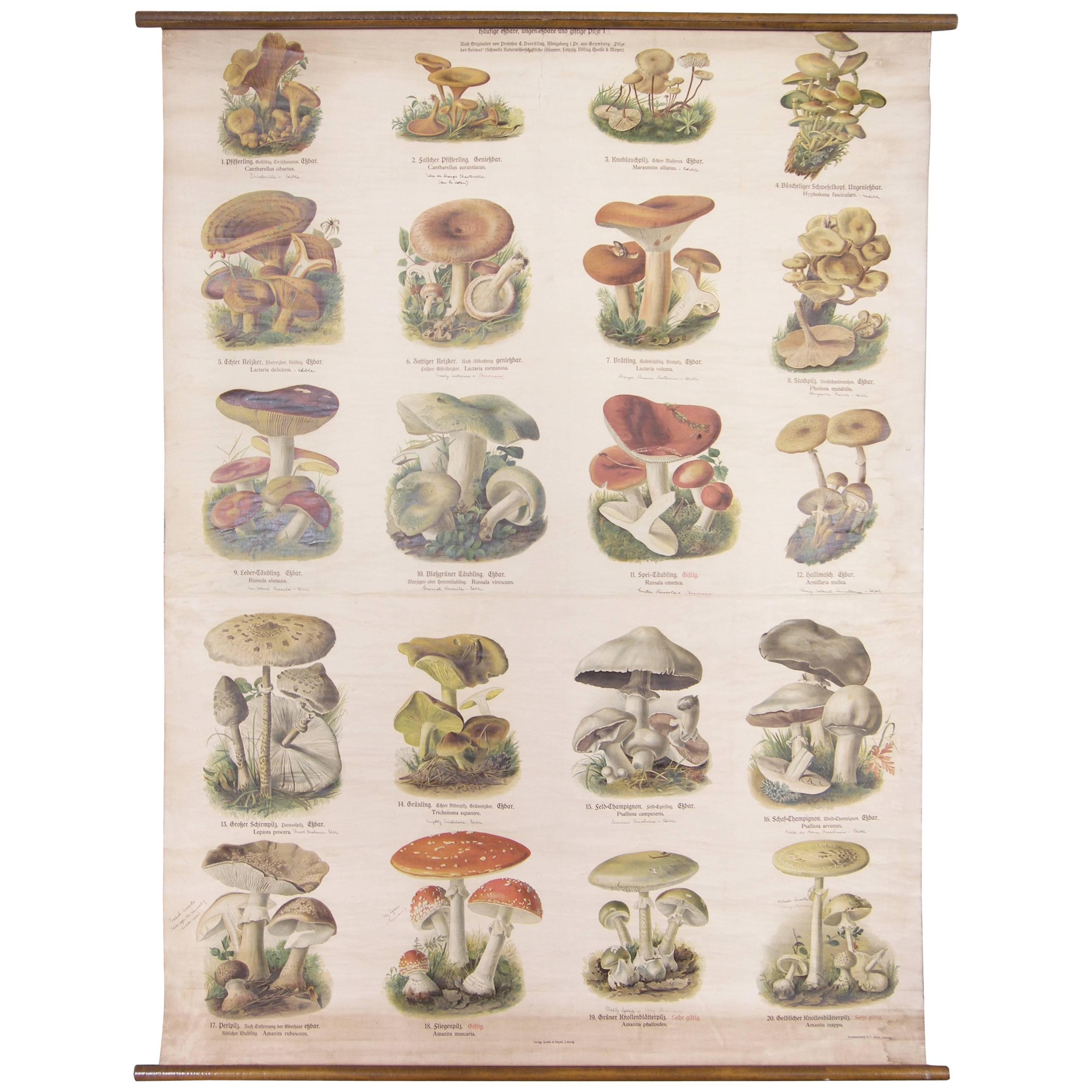 Vintage Leipzig "Mushrooms" Chart, Veriag, Quelle & Meyer Print Vegatation Art