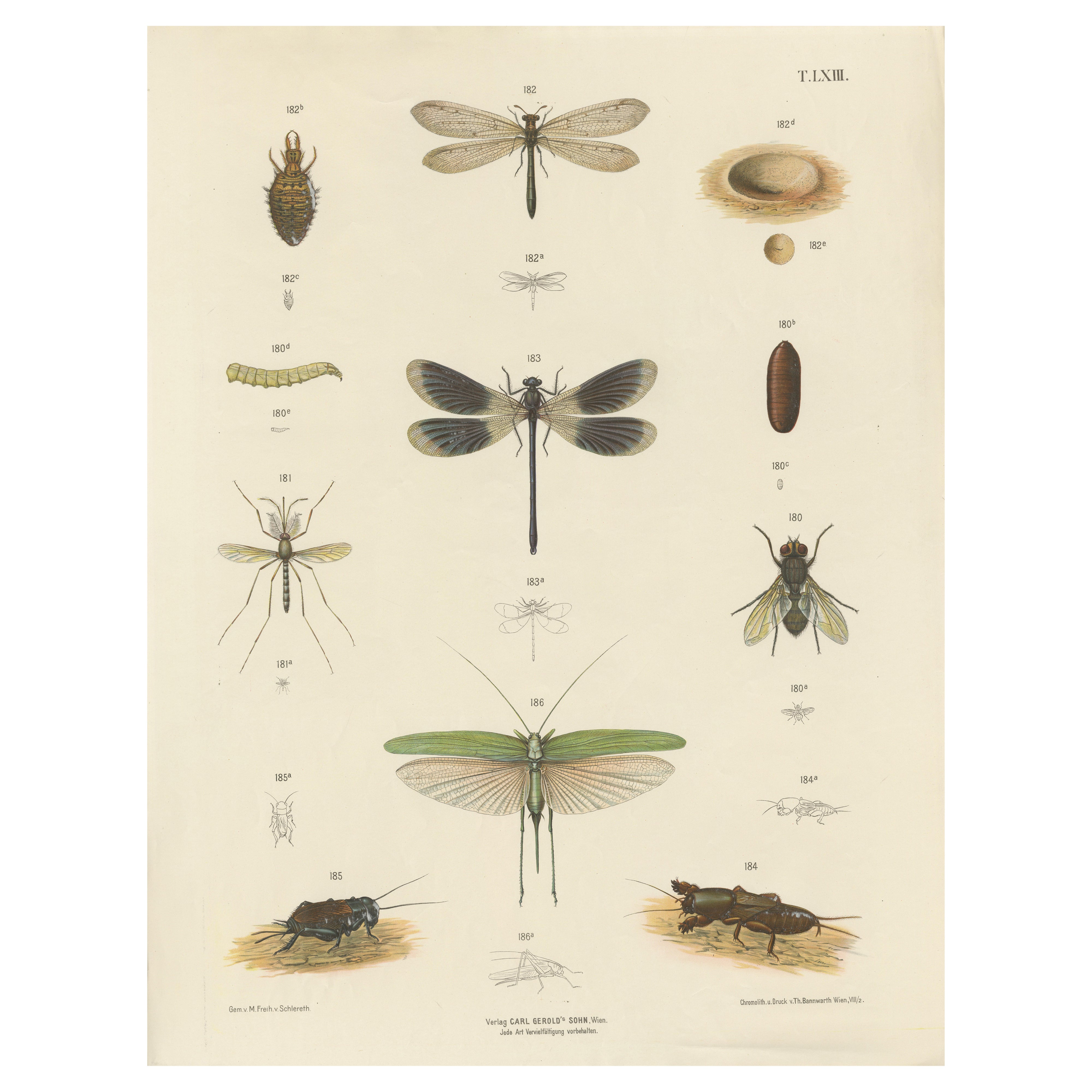 Grande affiche ancienne d'entomologie - libellules, grillons et mouches, vers 1880