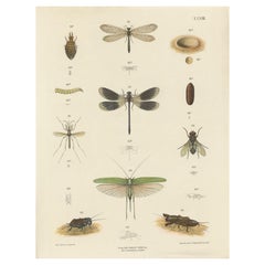 Large Antique Entomology Poster – Dragonflies, Crickets & Flies, ca.1880
