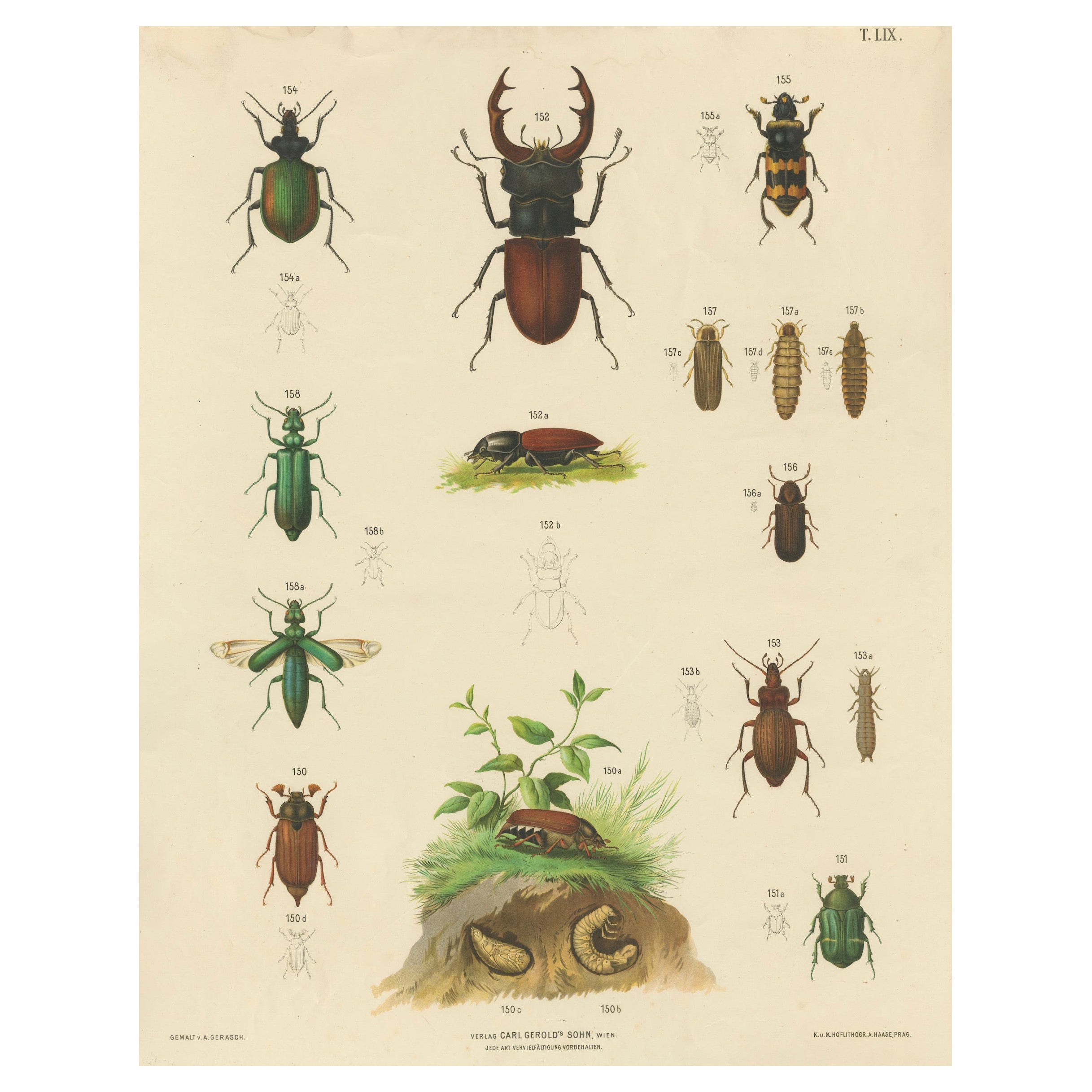 Large Antique Educational Poster of European Beetles and Larvae, c.1880 For Sale