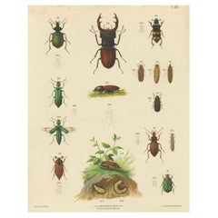 Large Antique Educational Poster of European Beetles and Larvae, c.1880