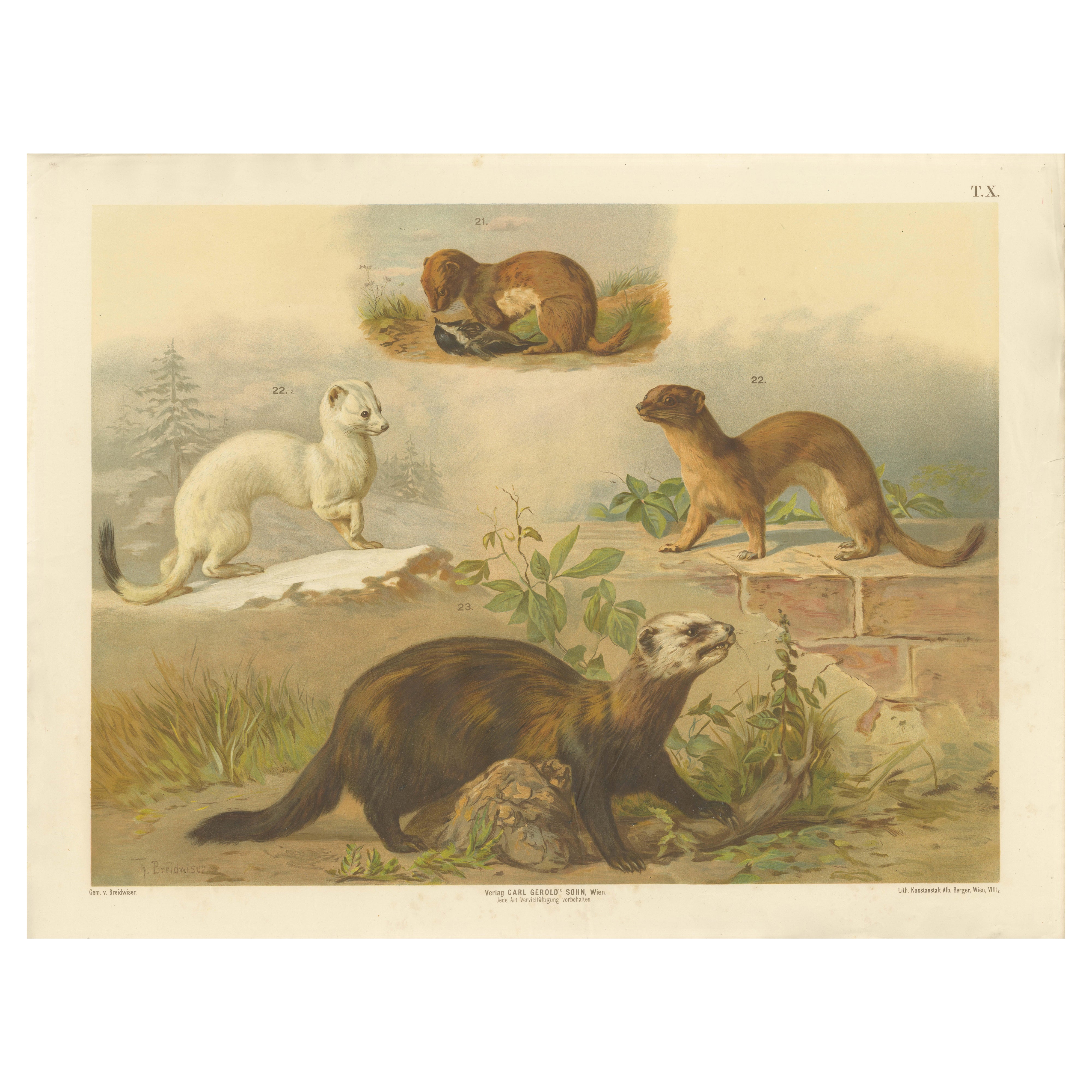 Cartel antiguo grande de zoología - armiño, comadreja, turón c.1880