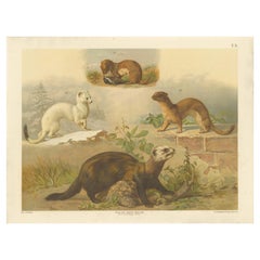 Cartel antiguo grande de zoología - armiño, comadreja, turón c.1880