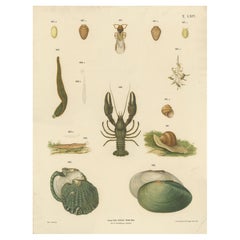 Large Antique Zoology Poster – Crayfish, Leeches, Snails, Insects c.1880