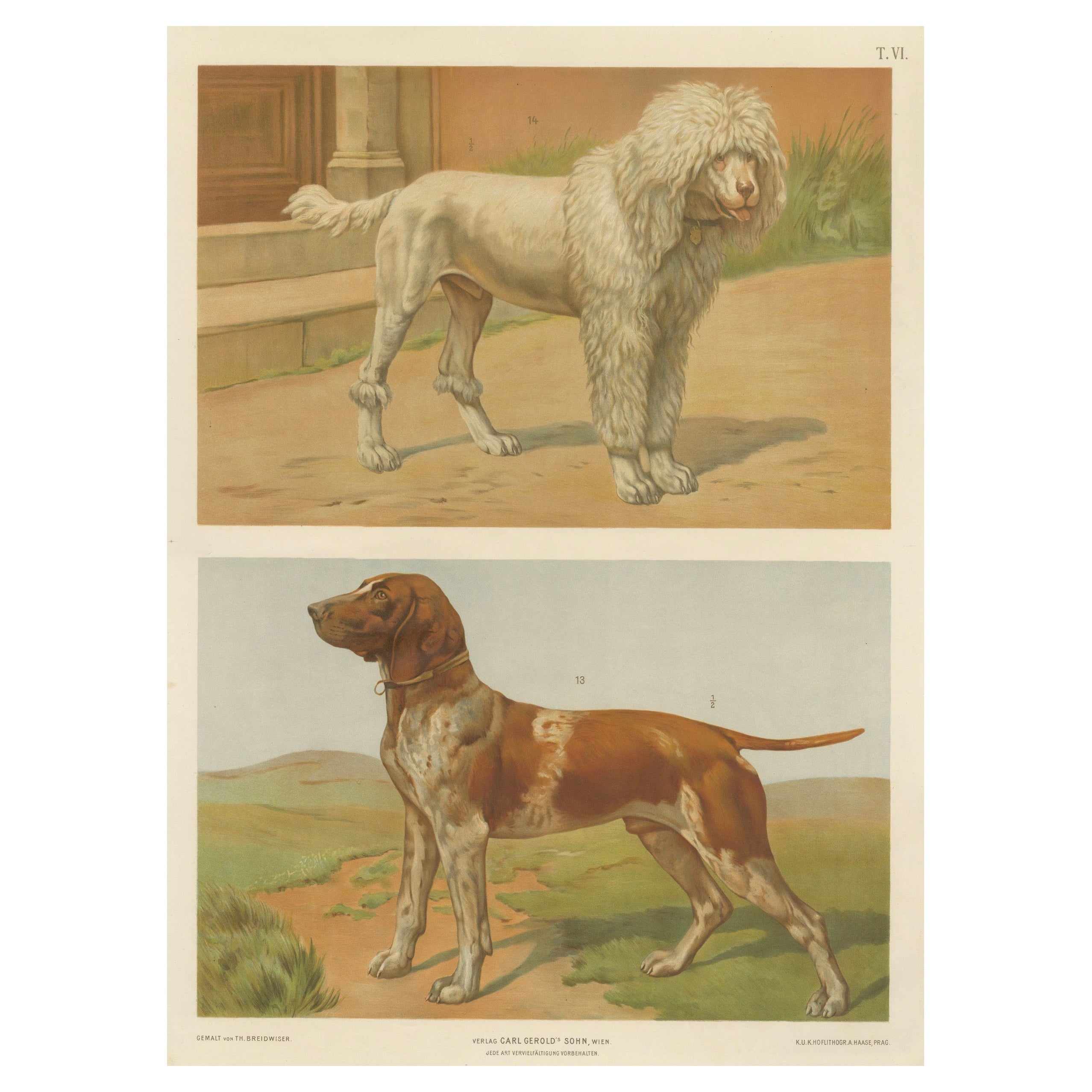 Poodle and Hound – Large Antique Dog Poster by Briedwiser, c.1880 For Sale
