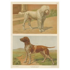 Poodle and Hound – Large Antique Dog Poster by Briedwiser, c.1880