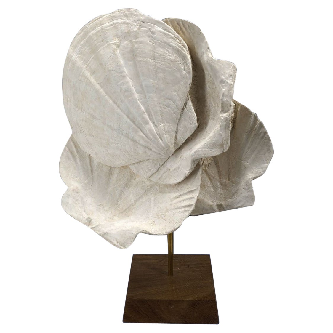 Fossile naturale di conchiglia pecten, su supporto in legno e bastone in ottone in vendita