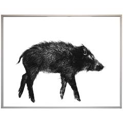 Large photography on Baryta Paper by Gabriele Rothemann Wild Boar 1985-1992