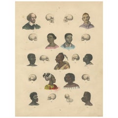 Phrenology & Ethnographic Skulls Study – Antique Print Human Types 1867