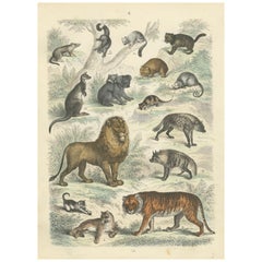 Big Cats & Marsupials Print: Lion, Tiger, Kangaroo – Antique 1867
