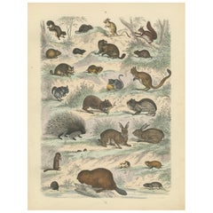 Rodents & Small Mammals Print: Beaver, Squirrel, Porcupine – Antique 1867