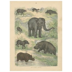 Grandes gravures de mammifères : Éléphant, rhinocéros, hippopotame et tapir - Antique 1867
