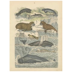 Marine Mammals Print: Whales, Seals, Narwhal & Dolphin – Antique 1867