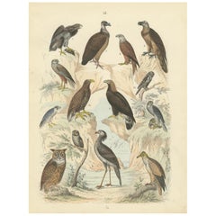 Birds of Prey Print: Eagles, Falcons, Owls & Vultures – Antique 1867