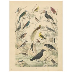 Songbirds & Tropical Birds Print: Hornbill, Bee-eater, Crow – Antique 1867