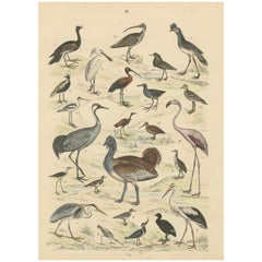 Wading Birds & Cranes Print: Flamingo, Stork, Ibis, Bustard – Antique 1867