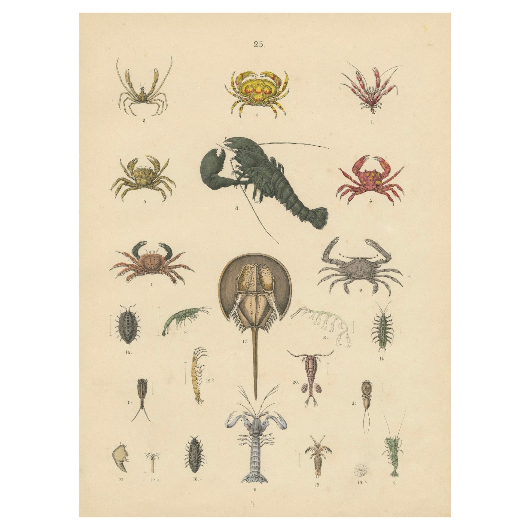 Crustaceans & Marine Invertebrates Print: Crab, Lobster, Horseshoe Crab - 1867