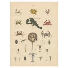 Crustaceans & Marine Invertebrates Print: Crab, Lobster, Horseshoe Crab - 1867