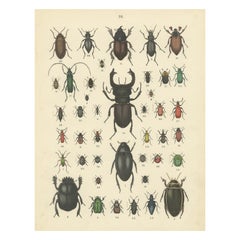 Beetles Print: Stag Beetle, Scarab, Longhorn & Jewel Beetles – Antique 1867