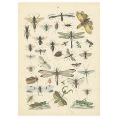 Antique Insects Print: Dragonflies, Grasshoppers, Stick Insects & True Bugs – 1867