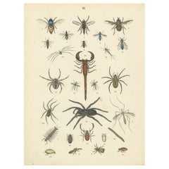 Arachnids & Insects Print: Spiders, Scorpion, Centipedes, Flies – Antique 1867
