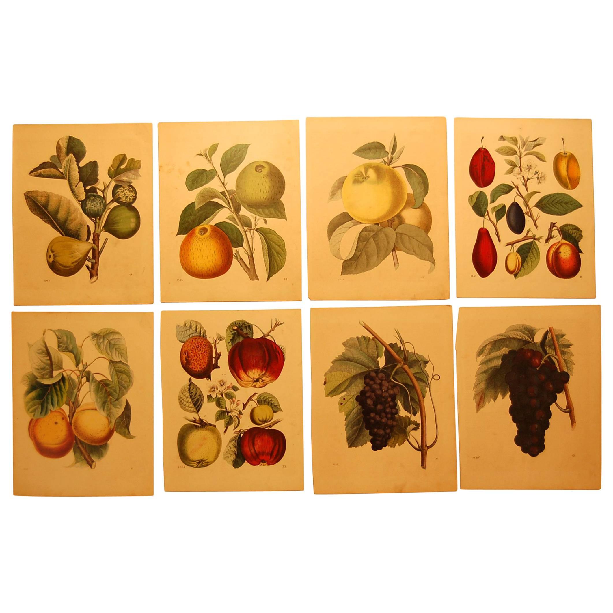Set of Eight Hand Colored Prints of Various Fruit, circa 1840-1850