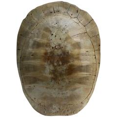 Early 19th Century Albino Tortoise Shell of a Loggerhead Turtle Wall Hanging