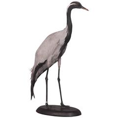 Grue Demoiselle Taxidermy