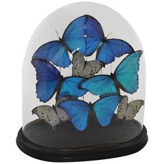 Antique 19th Century Glass Dome on Original Ebonized Base with Blue & White Butterflies