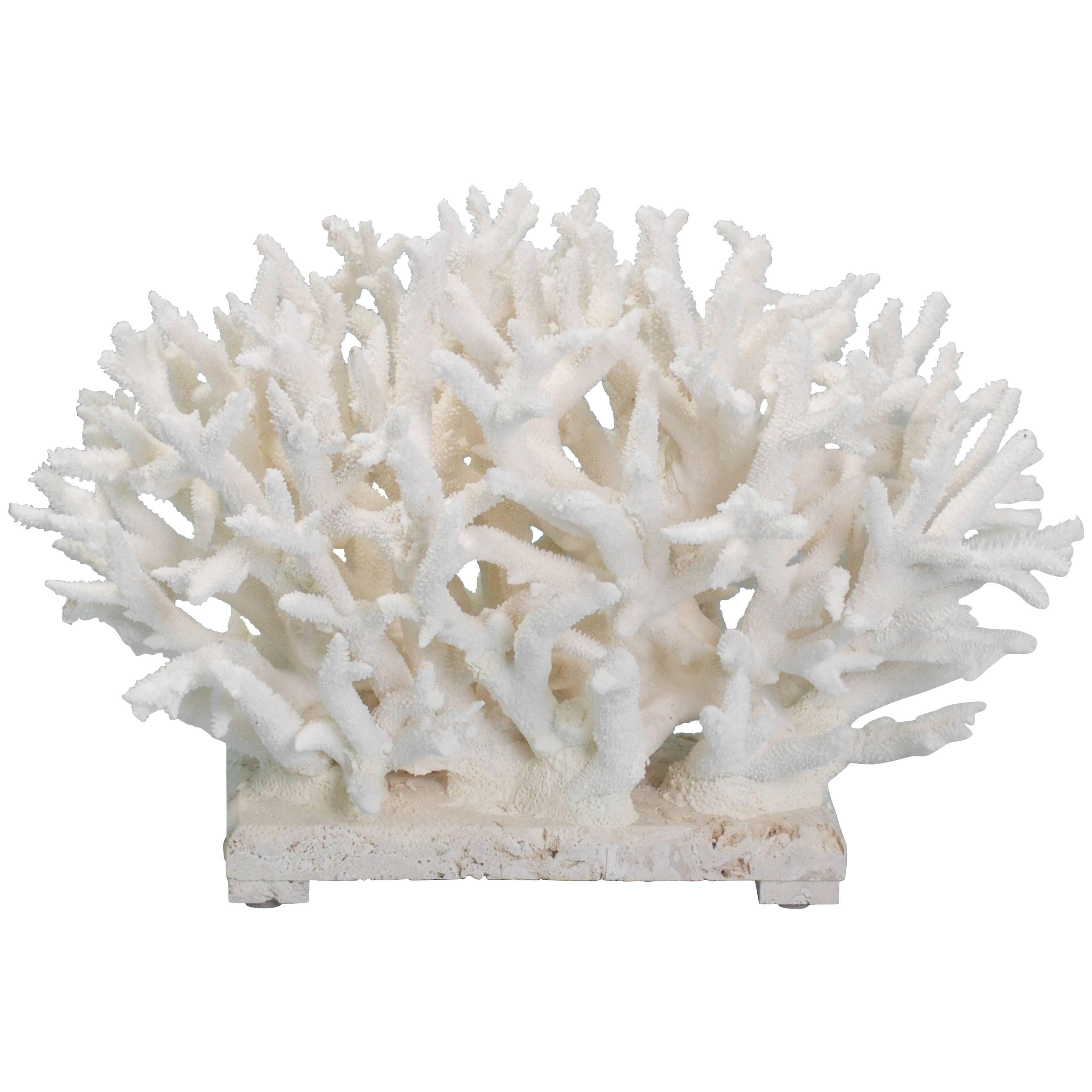 Organic Modern Staghorn Coral Sculpture