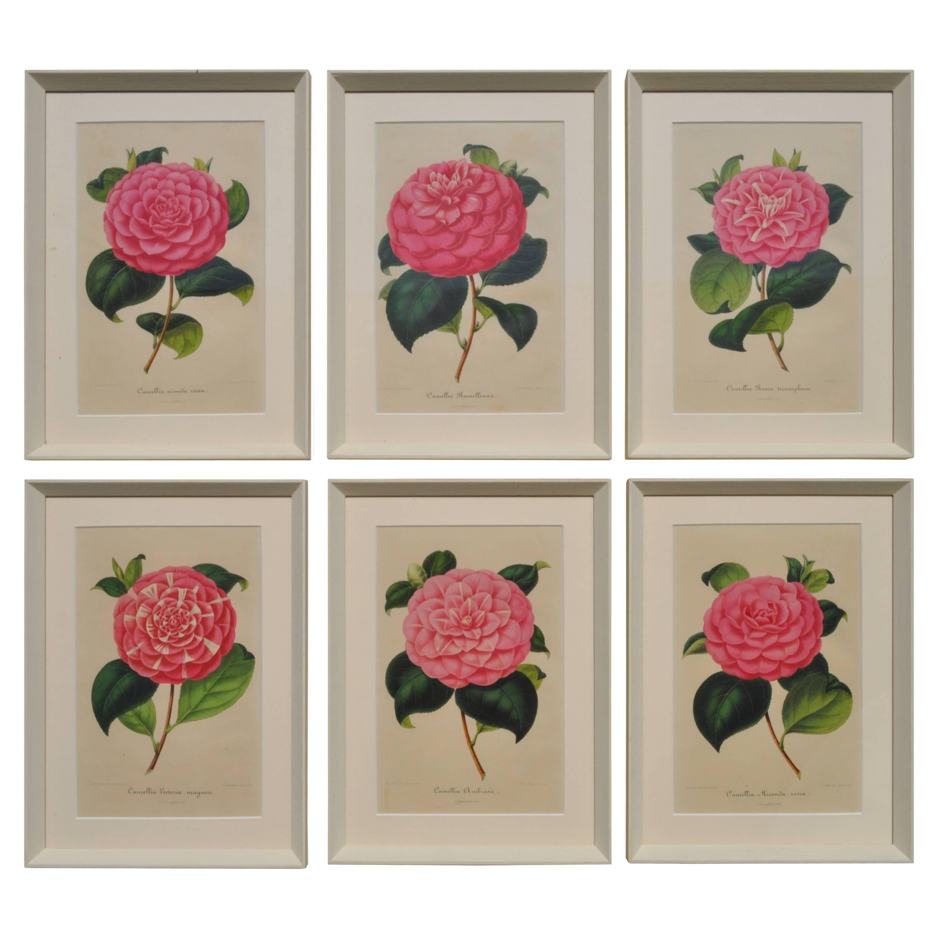 Set of Six 19th Century Original Colored Botanical Engravings of Pink Camellias For Sale