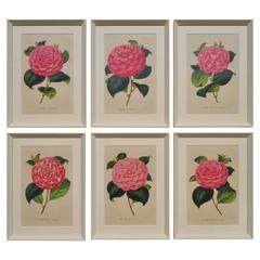 Antique Set of Six 19th Century Original Colored Botanical Engravings of Pink Camellias
