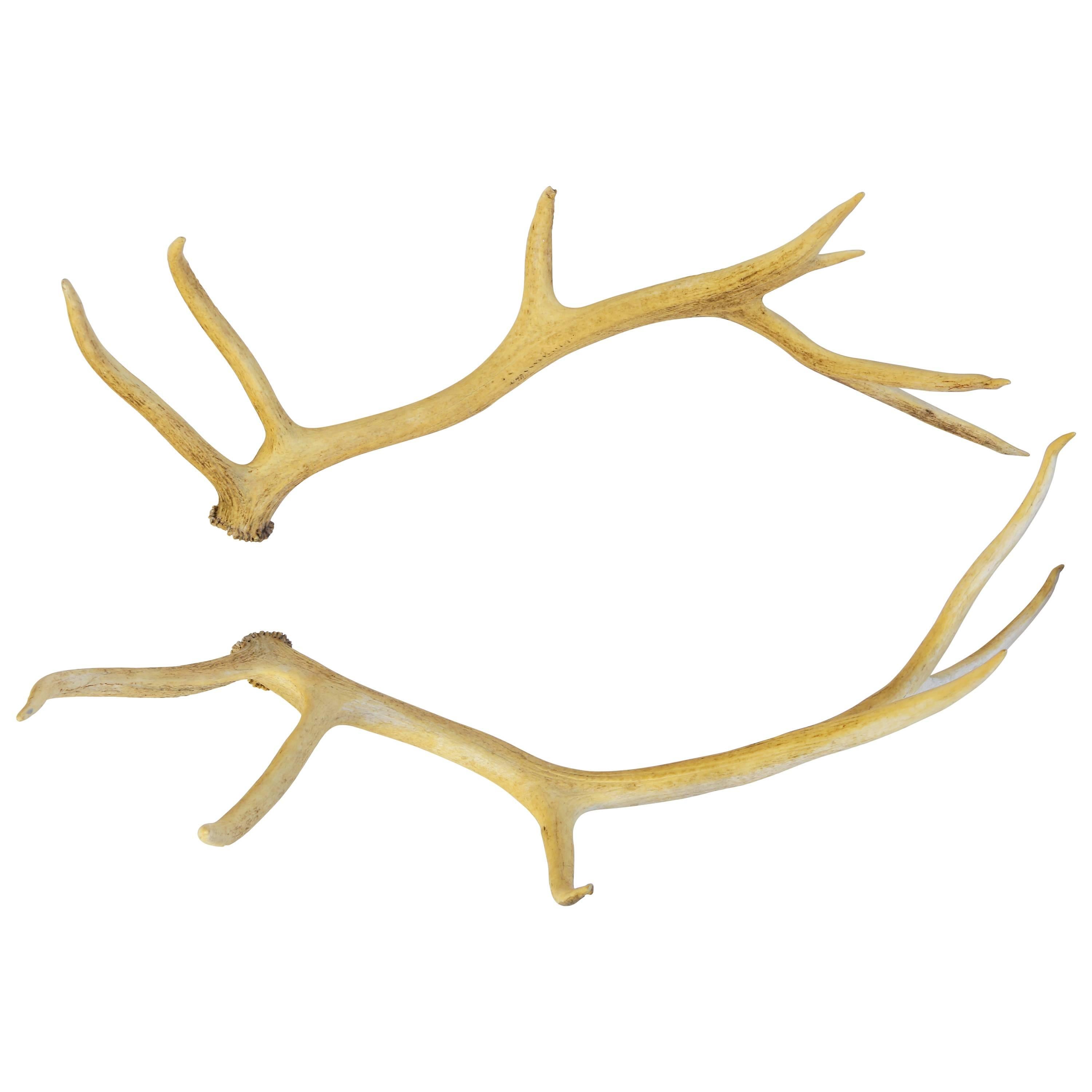 Pair of Very Large Elk Antlers For Sale at 1stDibs