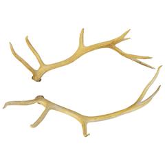 Pair of Very Large Elk Antlers