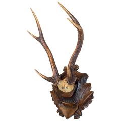 Early 19th Century Habsburg Sika Deer Trophy on Original Black Forest Plaque