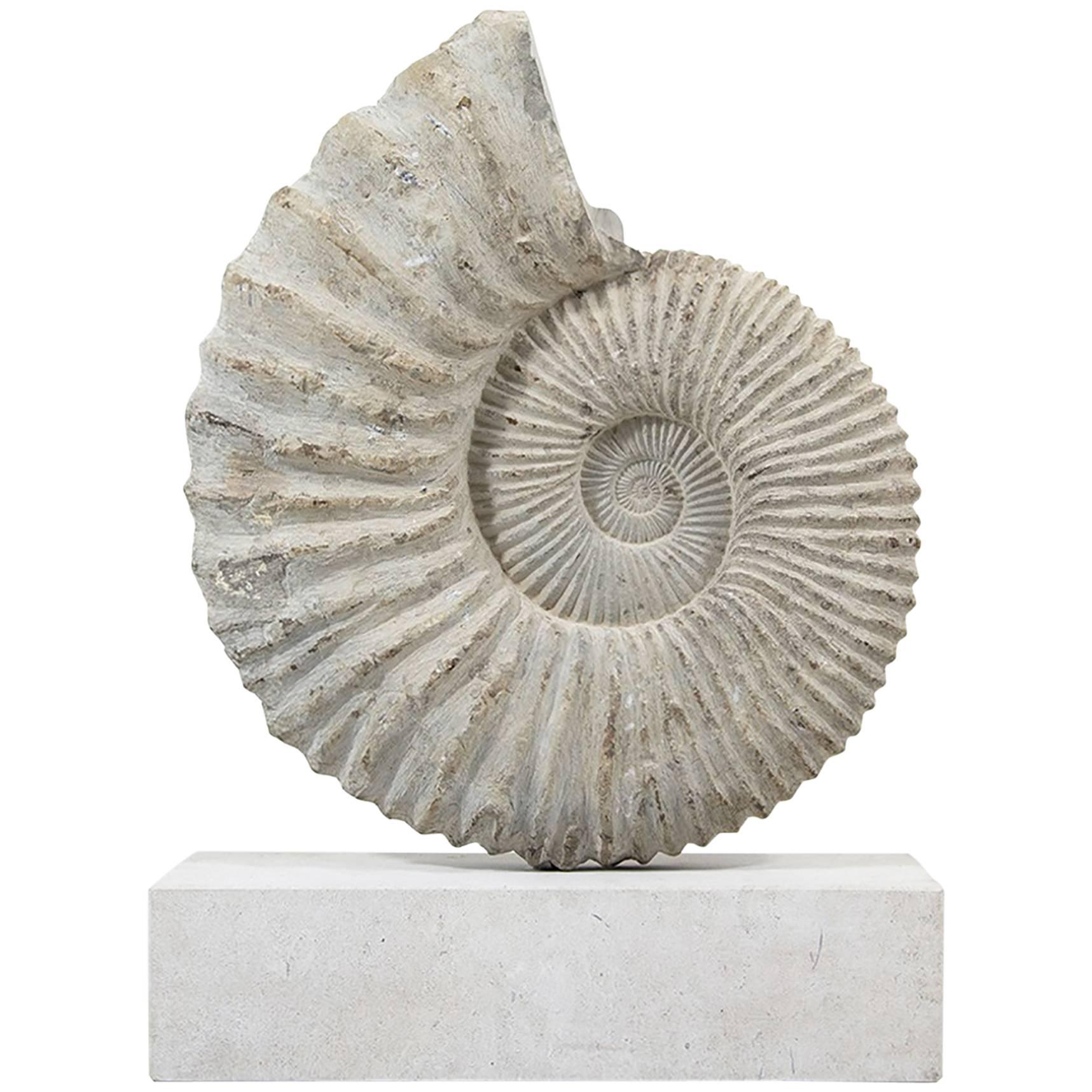 Large Genuine Ammonite Fossil Mounted on a Limestone Base