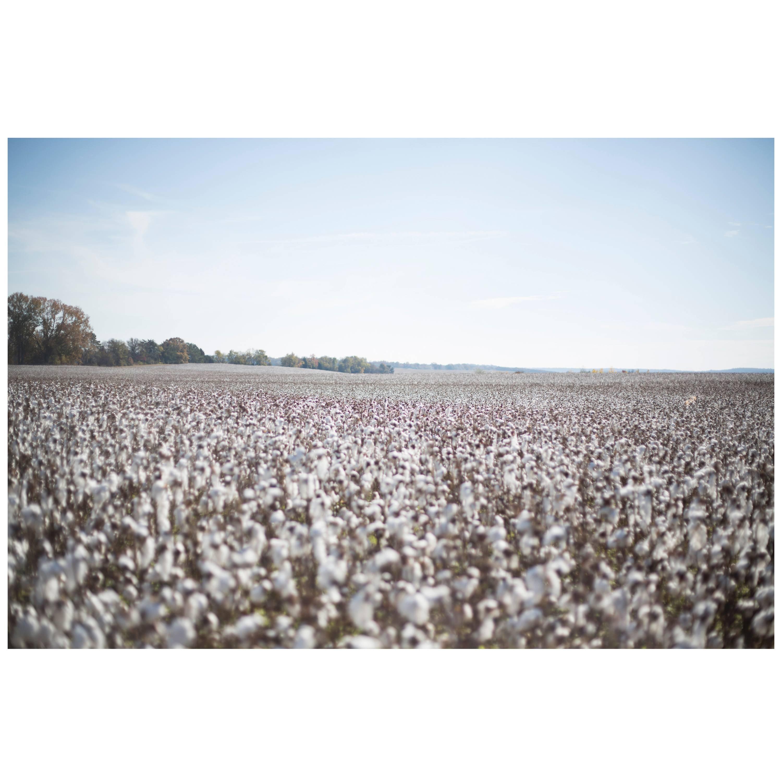 Large Format, Framed Rinne Allen Photograph "Field of Cotton" For Sale