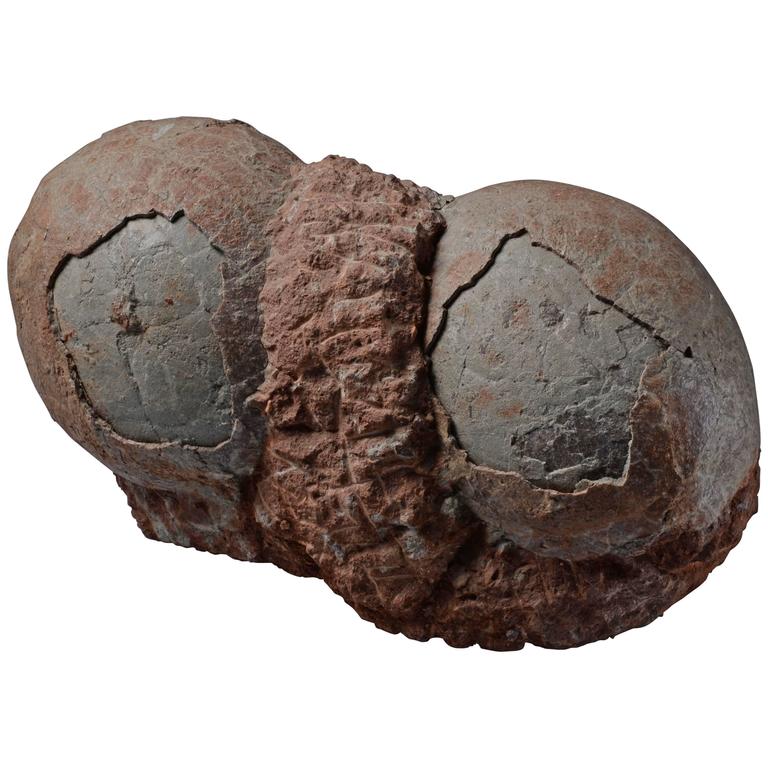 inside dinosaur egg fossil