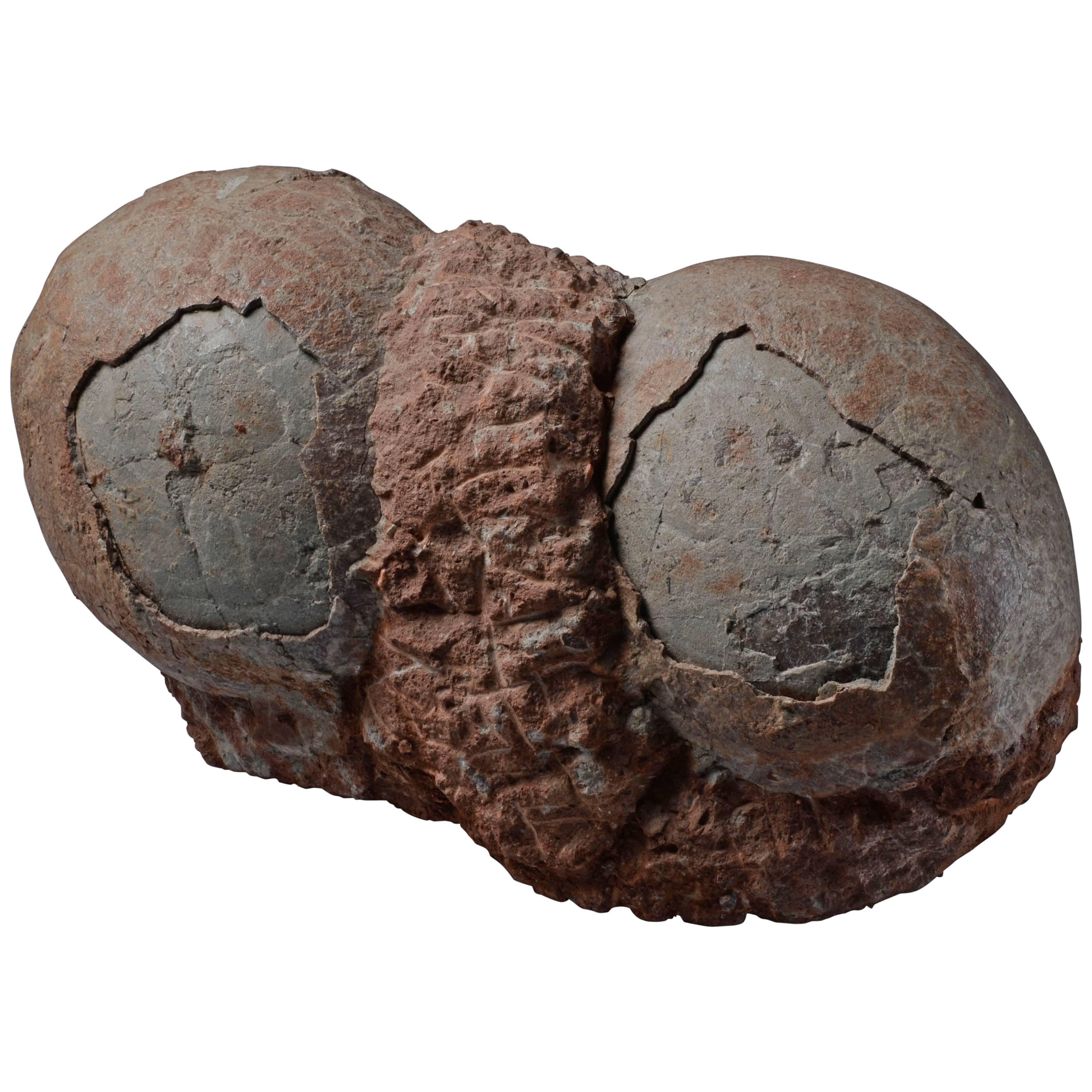 Prehistoric Fossilized Hadrosaur Dinosaur Egg Nest Fossil, Cretaceous Period