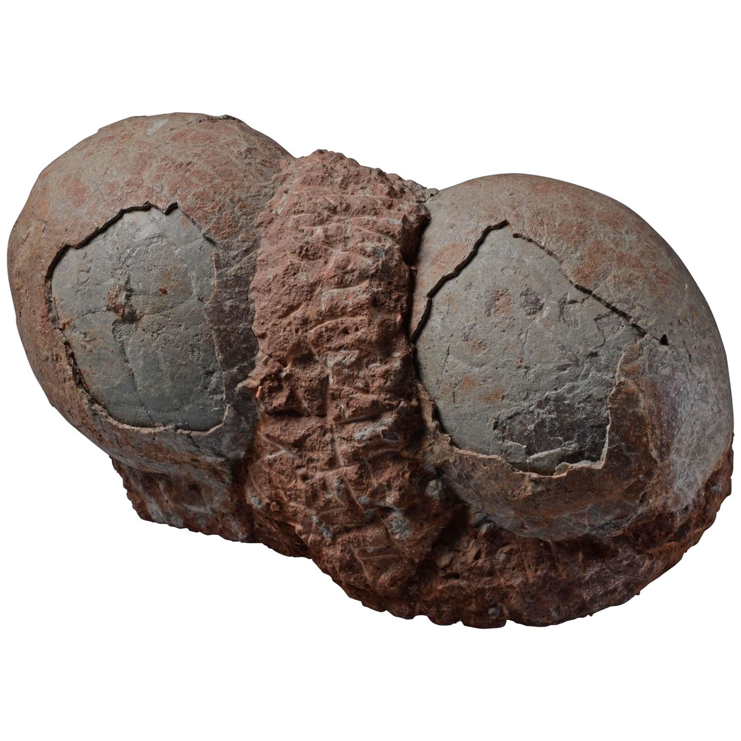 dinosaur fossil on nest