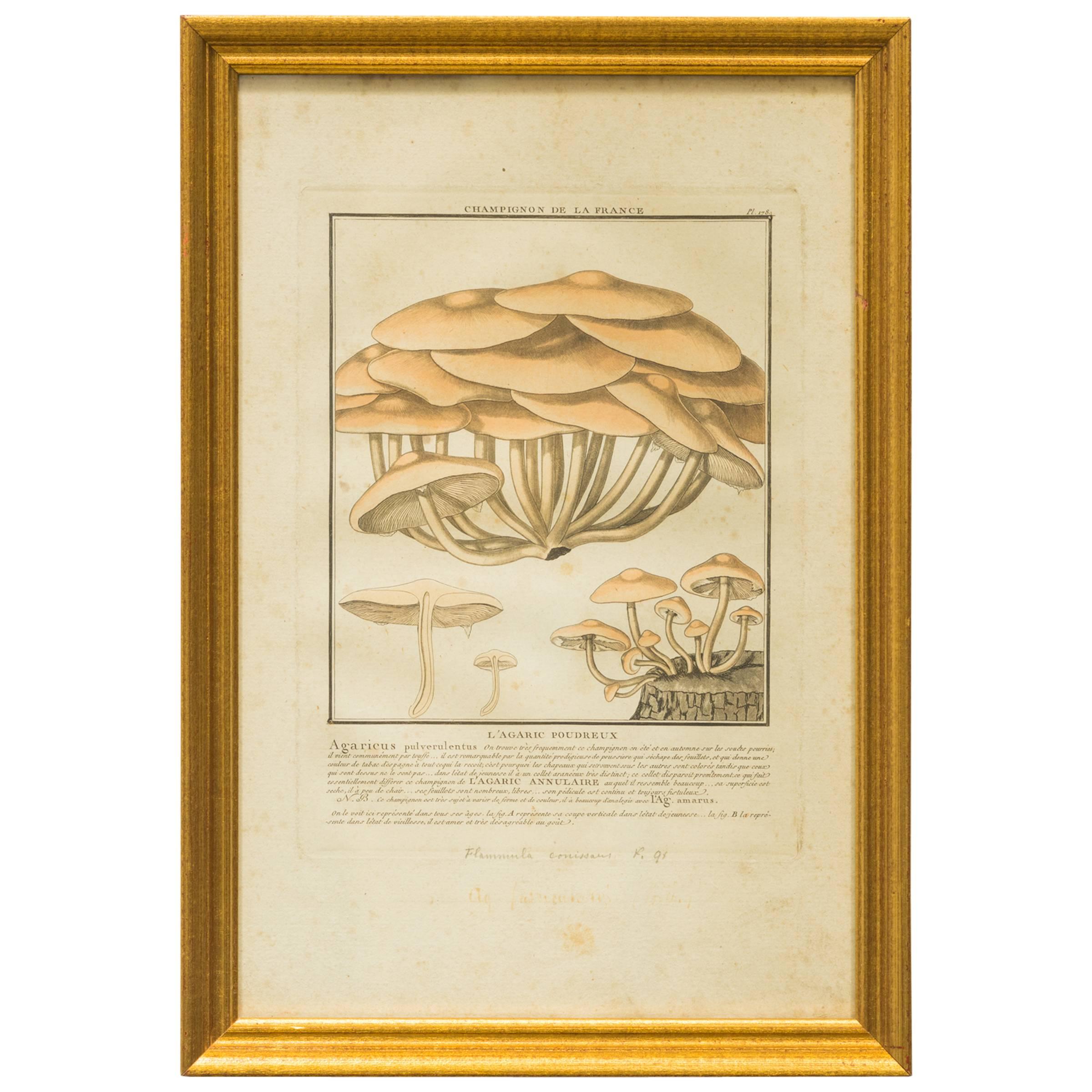 27 French Mushroom Prints