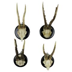 Four Antique Black Forest Deer Trophies, circa 1900