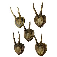 Set of Five Antique Deer Trophies, circa 1900