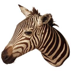 Taxidermy Zebra Head, circa 1950s