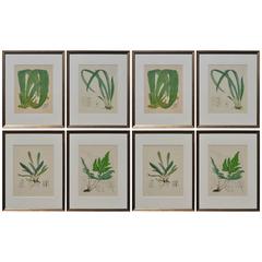 Set of Eight 19th Century Framed Antique Hand Colored Lithographs of Ferns