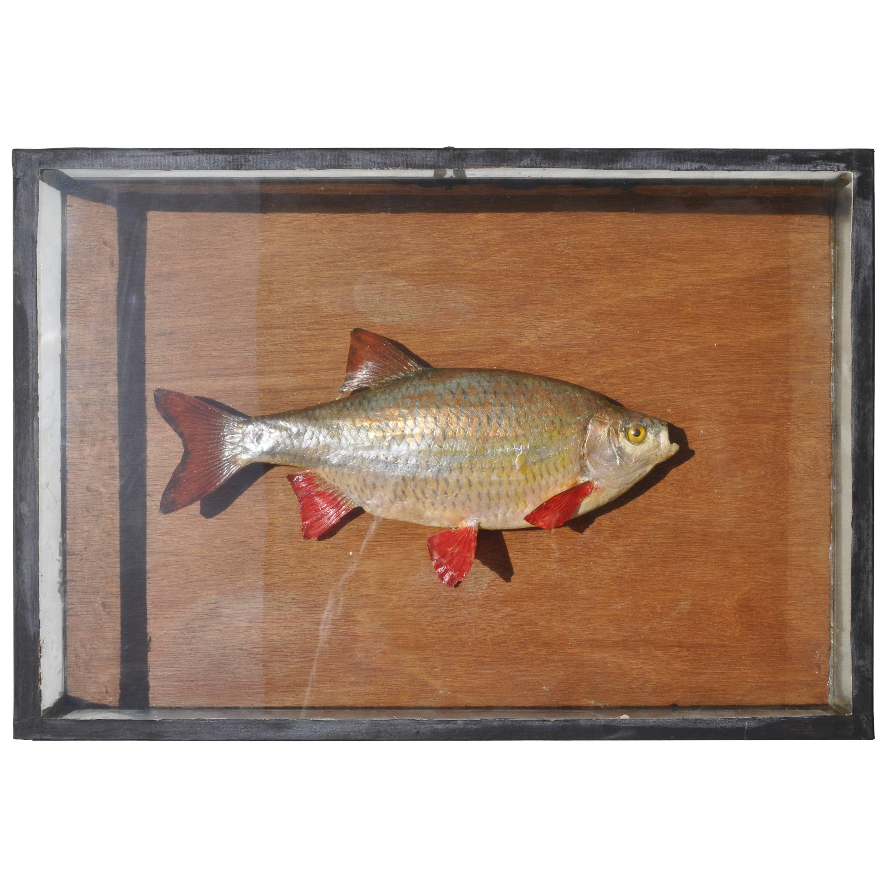 Vintage Taxidermy Fish in Original Wooden Display Case